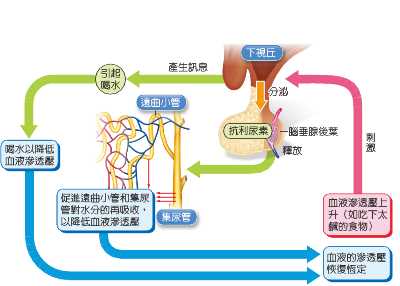 ADH検査を受けることによる潜在的なリスク